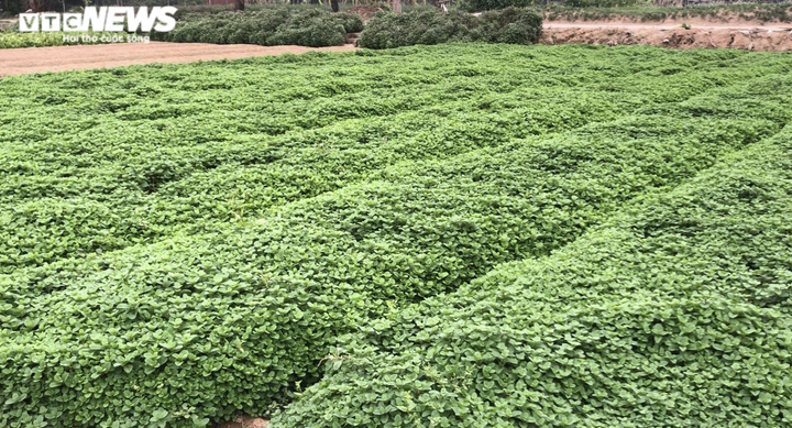 Hà Nội: Rau xanh rẻ như bèo, nông dân bỏ đầy đồng làm phân bón - 10