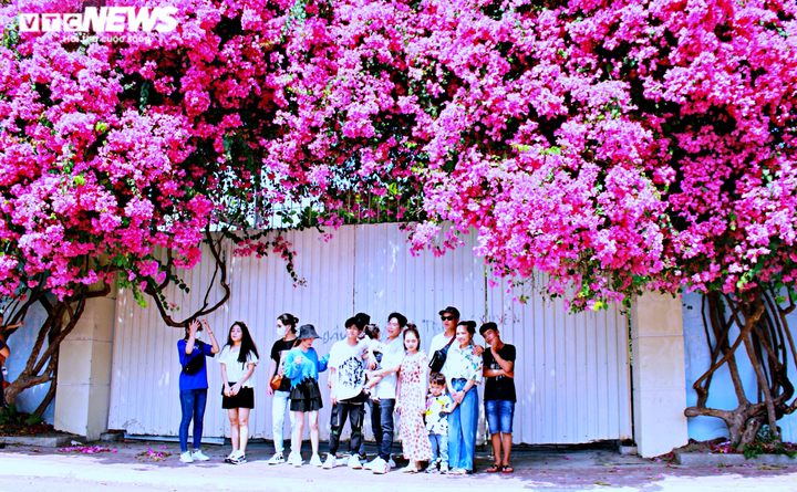 Những con đường hoa giấy ‘cực phẩm’ gây bão ở Vũng Tàu - 1