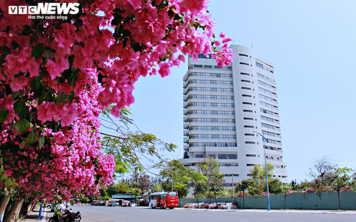 Những con đường hoa giấy ‘cực phẩm’ gây bão ở Vũng Tàu - 4