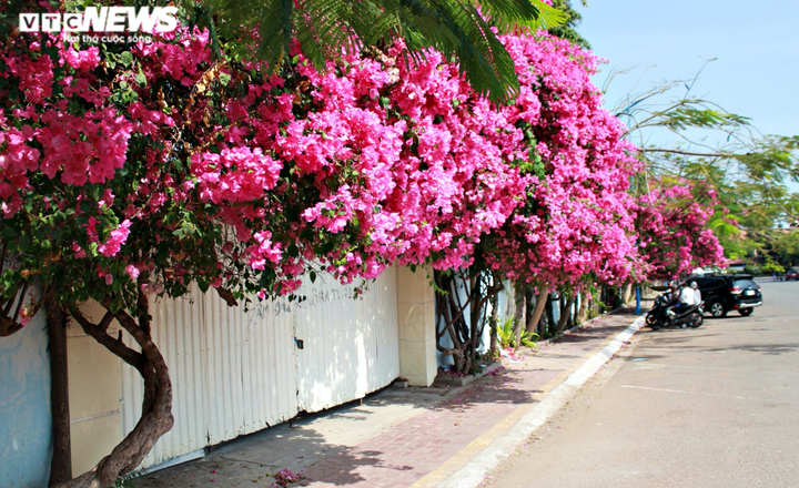 Những con đường hoa giấy ‘cực phẩm’ gây bão ở Vũng Tàu - 2