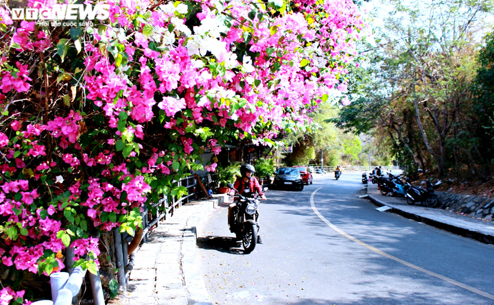 Những con đường hoa giấy ‘cực phẩm’ gây bão ở Vũng Tàu - 8