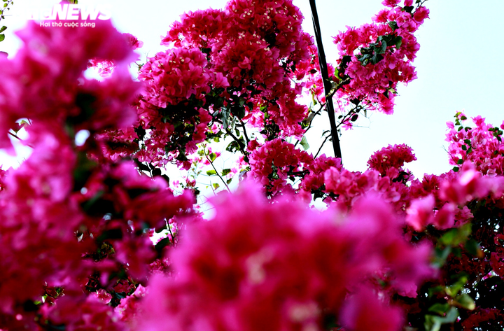 Những con đường hoa giấy ‘cực phẩm’ gây bão ở Vũng Tàu - 11