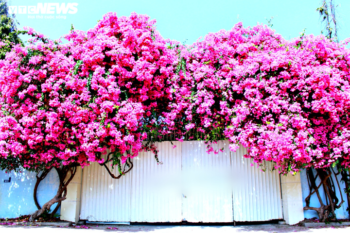 Những con đường hoa giấy ‘cực phẩm’ gây bão ở Vũng Tàu - 3