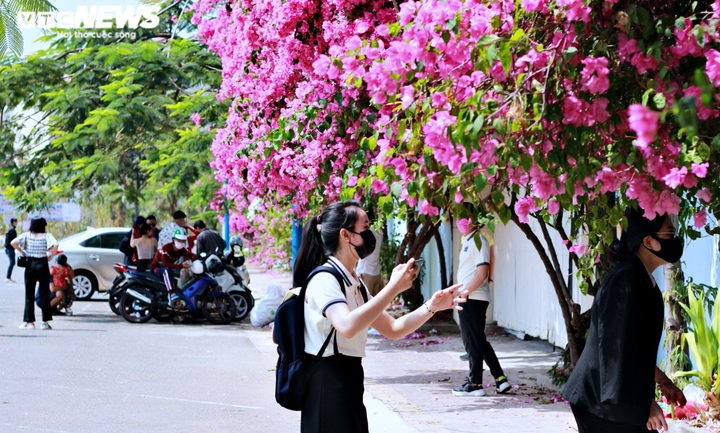 Những con đường hoa giấy ‘cực phẩm’ gây bão ở Vũng Tàu - 12