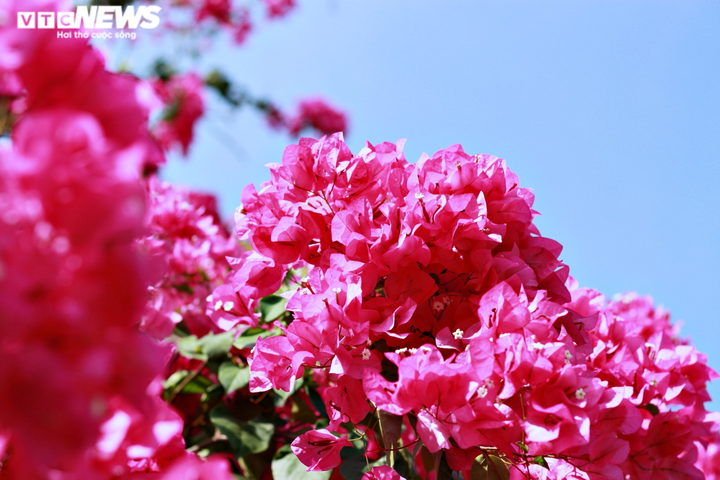 Những con đường hoa giấy ‘cực phẩm’ gây bão ở Vũng Tàu - 5