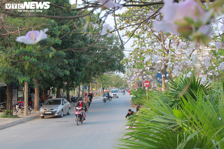 Mê mẩn sắc tím hoa ban Tây Bắc bung nở khắp phố phường Thủ đô - 7
