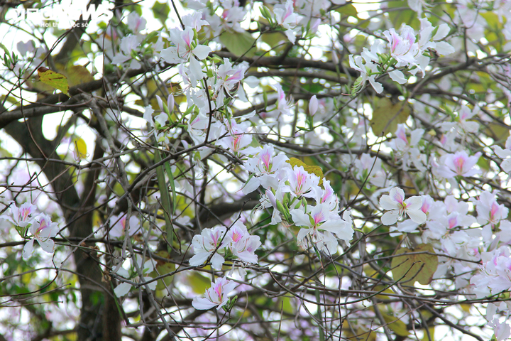 Mê mẩn sắc tím hoa ban Tây Bắc bung nở khắp phố phường Thủ đô - 8