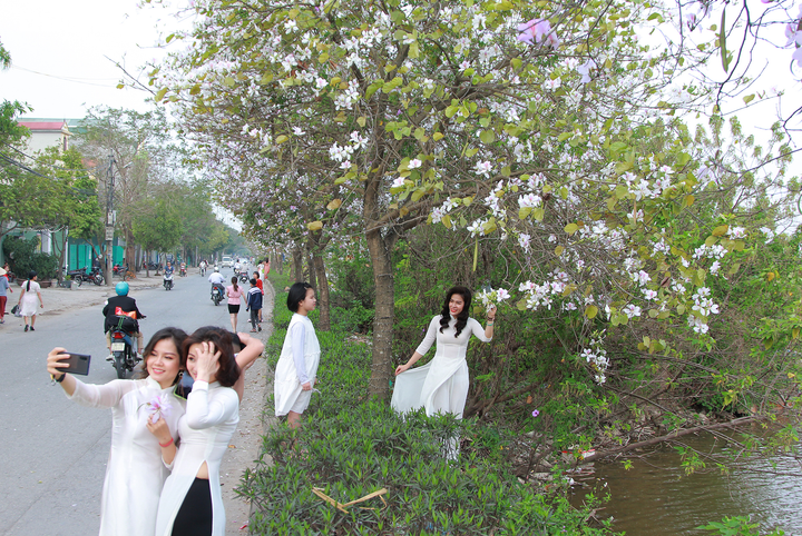 Mê mẩn sắc tím hoa ban Tây Bắc bung nở khắp phố phường Thủ đô - 11