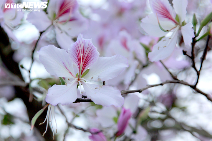 Mê mẩn sắc tím hoa ban Tây Bắc bung nở khắp phố phường Thủ đô - 10