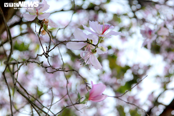 Mê mẩn sắc tím hoa ban Tây Bắc bung nở khắp phố phường Thủ đô - 9