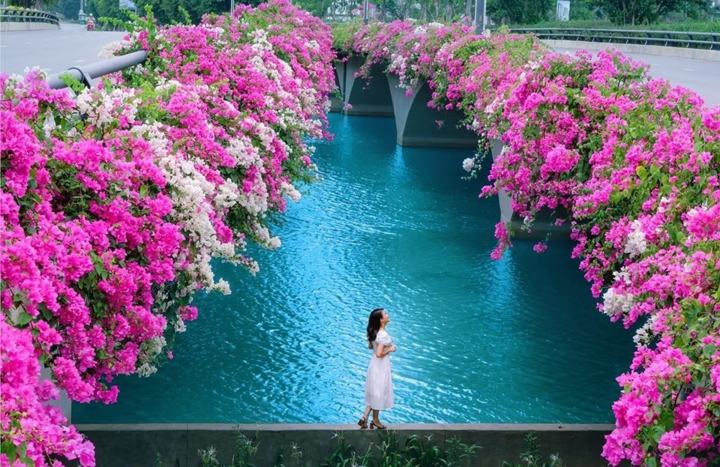Hơn một triệu bông hồng nở hoa rực rỡ khắp Ecopark - 13