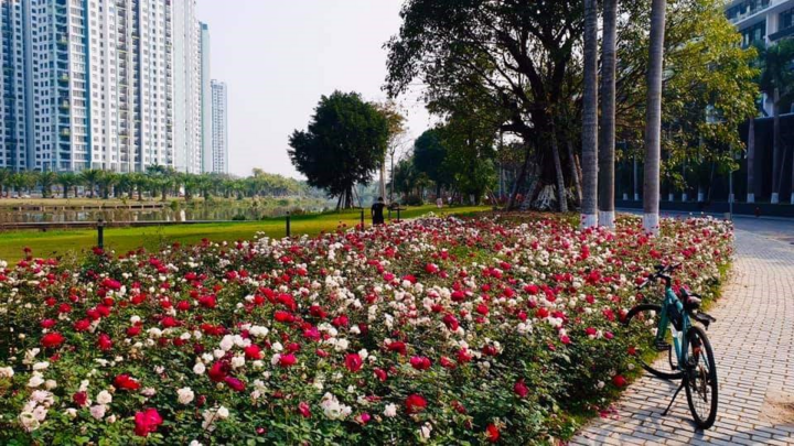 Hơn một triệu bông hồng nở hoa rực rỡ khắp Ecopark - 14