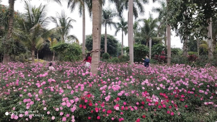 Hơn một triệu bông hồng nở hoa rực rỡ khắp Ecopark - 2
