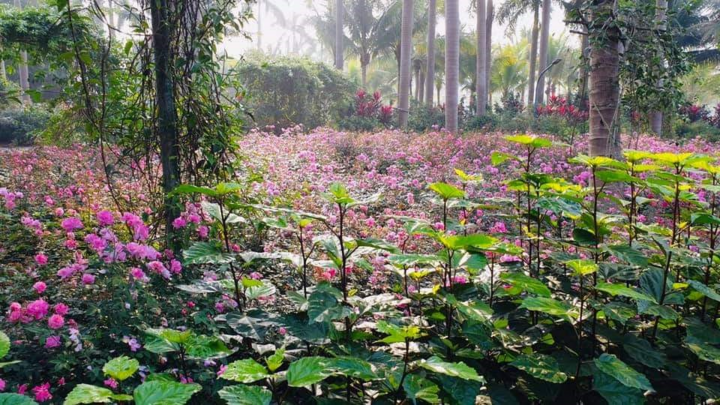 Hơn một triệu bông hồng nở hoa rực rỡ khắp Ecopark - 4
