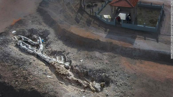 Phát hiện cây hóa thạch siêu quý hiếm 20 triệu năm tuổi - 1