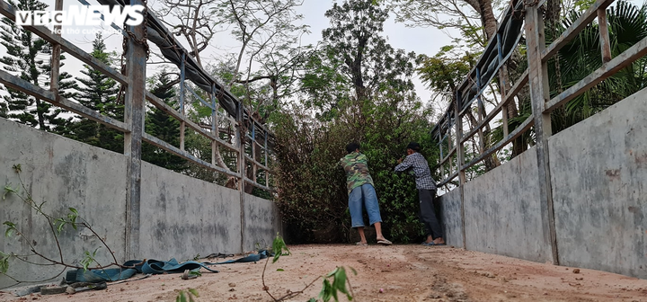 Gom 1000 gốc đào Tết để xây dựng rừng đào ở Thừa Thiên - Huế - 2