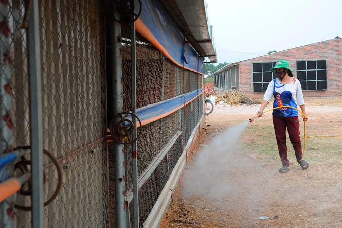 Nông dân Chí Linh 'méo mặt' nuôi hơn 700.000 con gà đồi khó tiêu thụ - 5