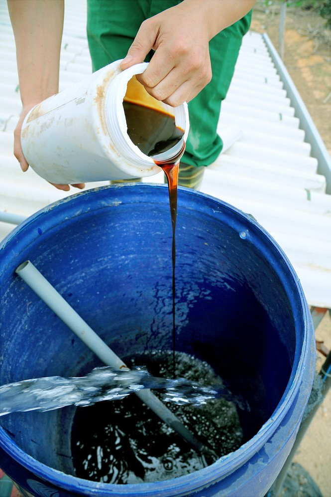 Nông dân Chí Linh 'méo mặt' nuôi hơn 700.000 con gà đồi khó tiêu thụ - 6