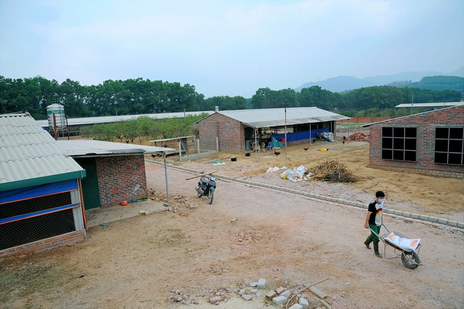 Nông dân Chí Linh 'méo mặt' nuôi hơn 700.000 con gà đồi khó tiêu thụ - 1