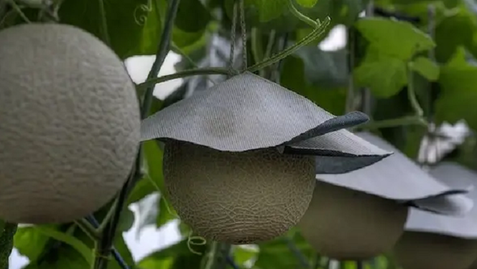 Nghệ thuật biến mọi thứ đắt như vàng ở Nhật: Cá ngừ 41 tỷ, quả dưa bằng giá ô tô - 3