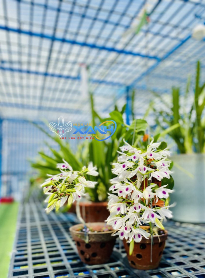 Ông chủ Trần Tấn Hiền và câu chuyện làm giàu từ hoa lan - 4