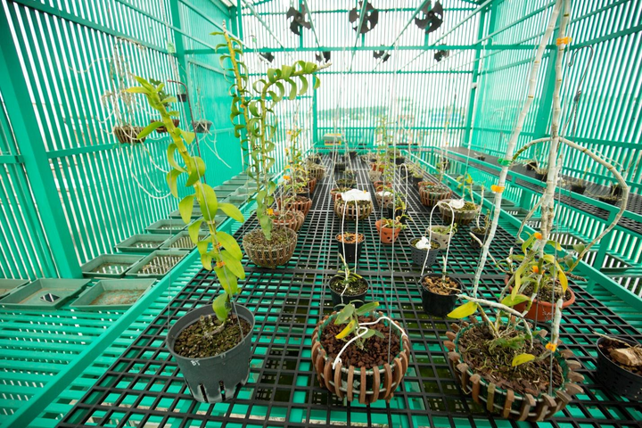 Nghệ nhân Lê Đăng Khoa chia sẻ cách chăm sóc lan phi điệp đột biến đúng chuẩn - 3