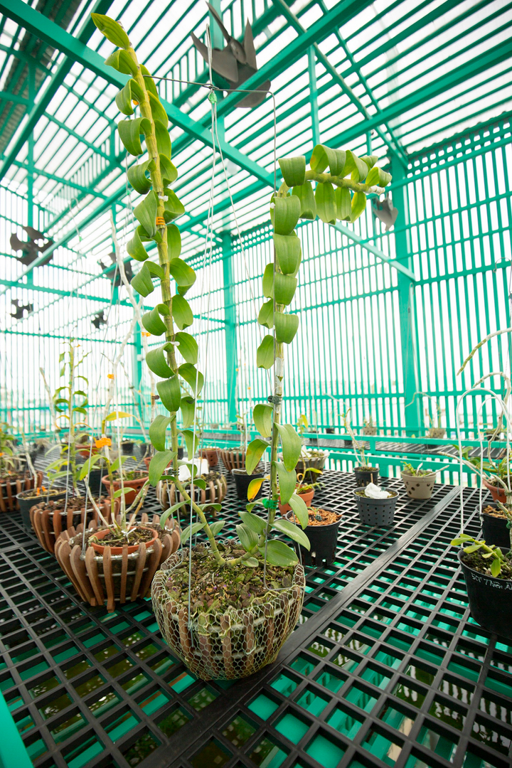 Nghệ nhân Lê Đăng Khoa chia sẻ cách chăm sóc lan phi điệp đột biến đúng chuẩn - 4