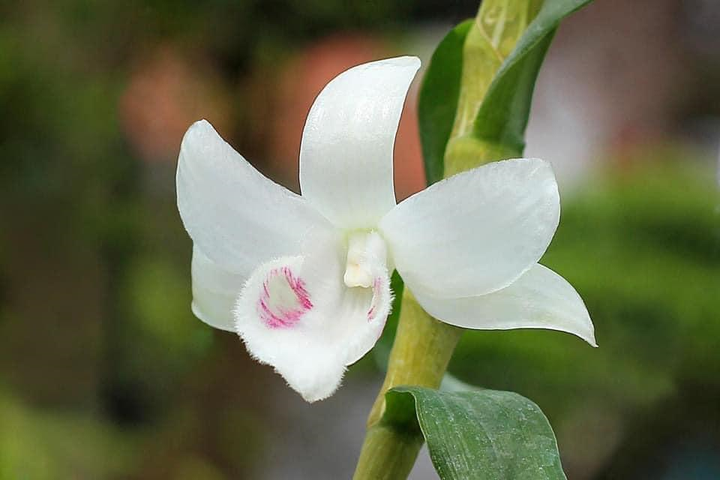 Nghệ nhân Lê Đăng Khoa chia sẻ cách chăm sóc lan phi điệp đột biến đúng chuẩn - 5