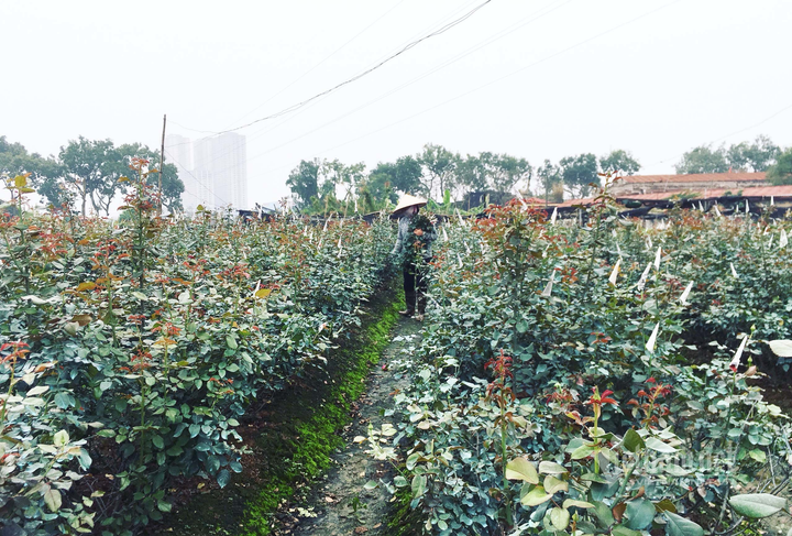 Hoa hồng tăng giá gấp 5, dân buôn tranh mua, nhà vườn cháy hàng - 3
