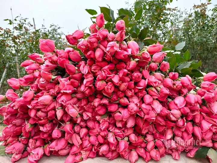 Hoa hồng tăng giá gấp 5, dân buôn tranh mua, nhà vườn cháy hàng - 2
