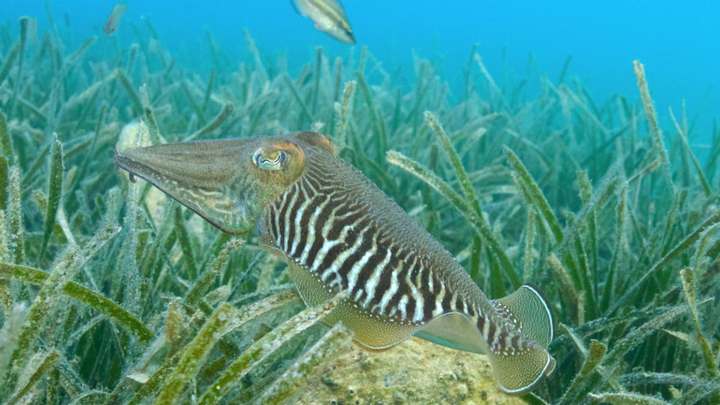 Mực nang cực thông minh, biết 'thả con săn sắt, bắt con cá rô' - 1