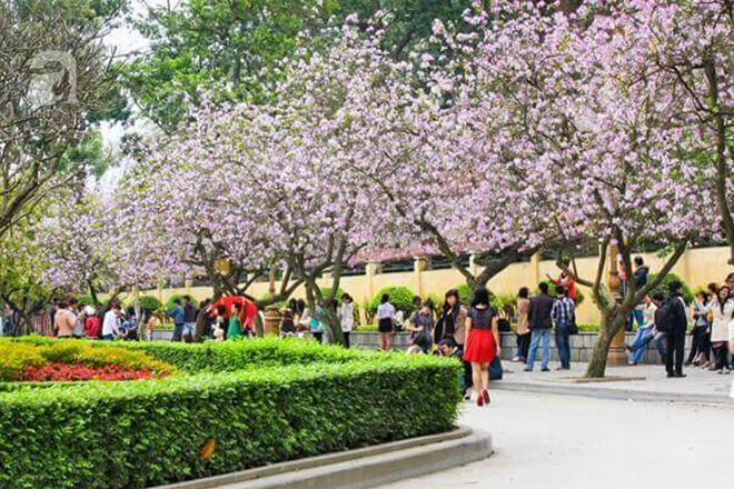 Nên chăng cho người dân nghỉ 1 ngày để ngắm hoa ban nở? - 1