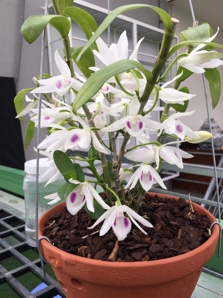 Vườn hoa lan ở Lâm Đông gây sốt với những giống hoa đột biến tiền tỷ - 3