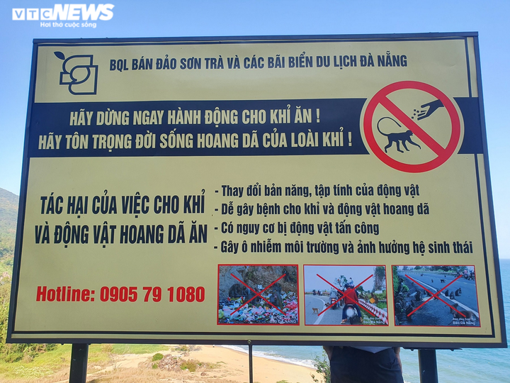 Đàn khỉ trăm con tràn xuống đường xin ăn, Đà Nẵng cử người ngăn chặn - 8