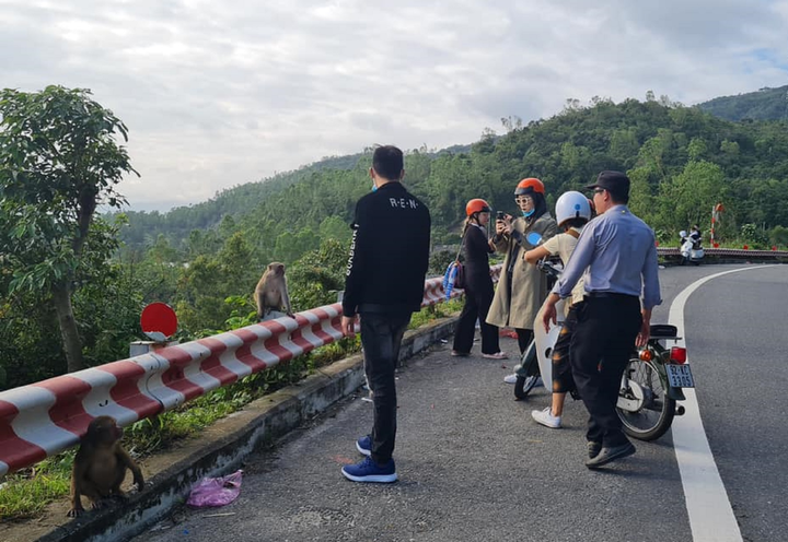 Đàn khỉ trăm con tràn xuống đường xin ăn, Đà Nẵng cử người ngăn chặn - 7