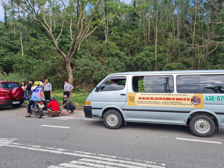 Đàn khỉ trăm con tràn xuống đường xin ăn, Đà Nẵng cử người ngăn chặn - 3