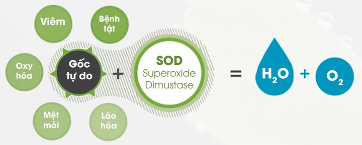 Enzyme SOD: Giải pháp toàn diện mới cho viêm da cơ địa, chàm sữa - 1