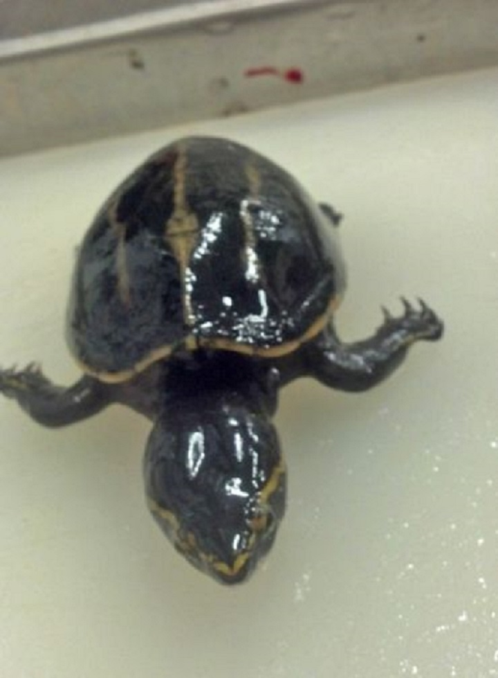 Kinh ngạc phát hiện rùa sống khỏe trong dạ dày cá vược - 1