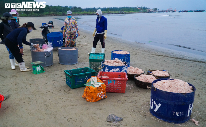 Ngư dân Đà Nẵng trúng đậm mùa ruốc đầu năm - 3