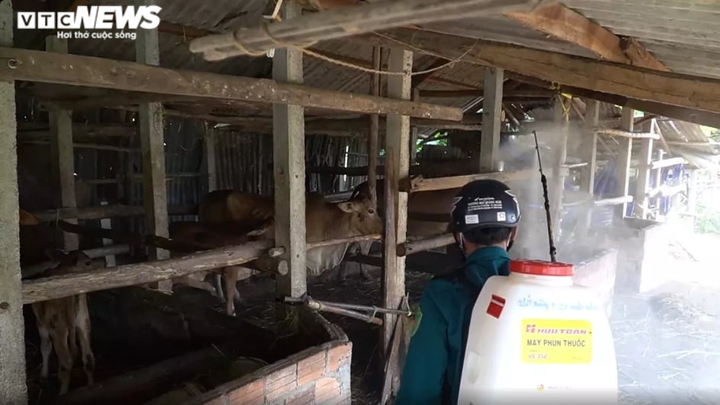 Quảng Ngãi căng mình chống dịch bệnh gia súc, gia cầm lây lan - 1