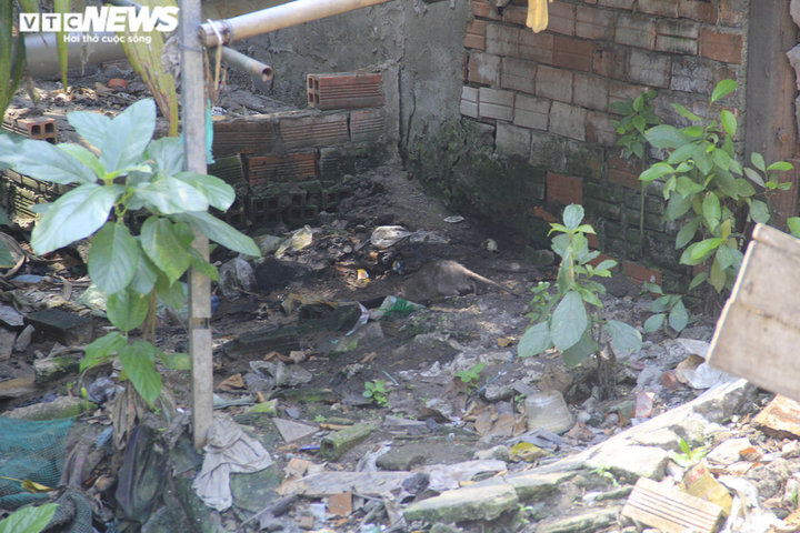 Ảnh: Rác thải phủ kín mặt nước, kênh Hy Vọng khiến người Sài Gòn khiếp sợ - 8