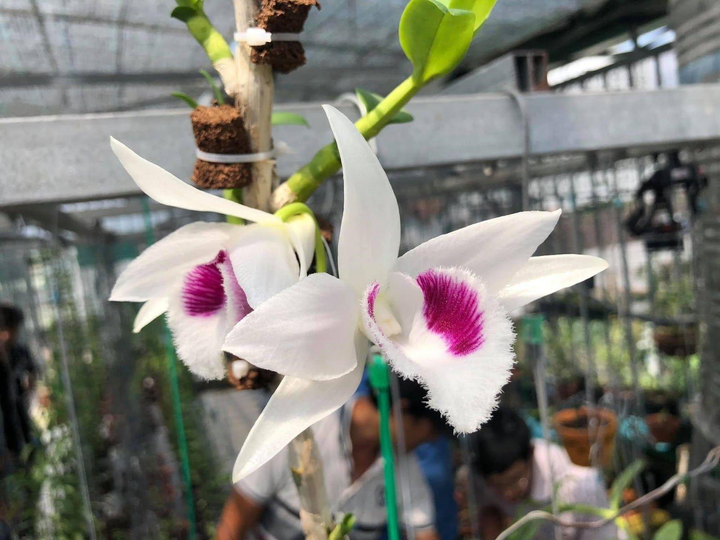 Nghệ nhân Nguyễn Minh Quân 'điểm mặt' những rủi ro khi trồng hoa lan - 3