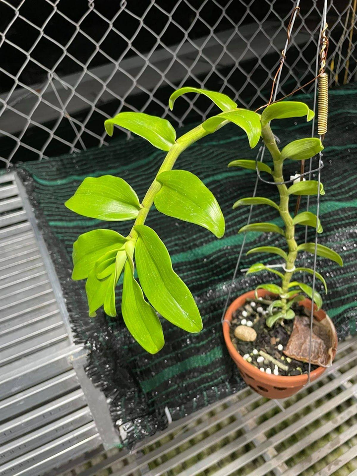 Nghệ nhân Nguyễn Minh Quân 'điểm mặt' những rủi ro khi trồng hoa lan - 4