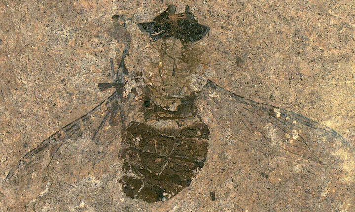 Kinh ngạc bữa ăn cuối cùng trong bụng con ruồi 47 triệu năm tuổi - 1