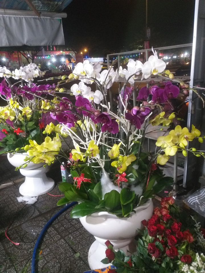 Hoa lan Kim Thành: Thương hiệu hoa 'nức tiếng' tại Bà Rịa- Vũng Tàu - 2