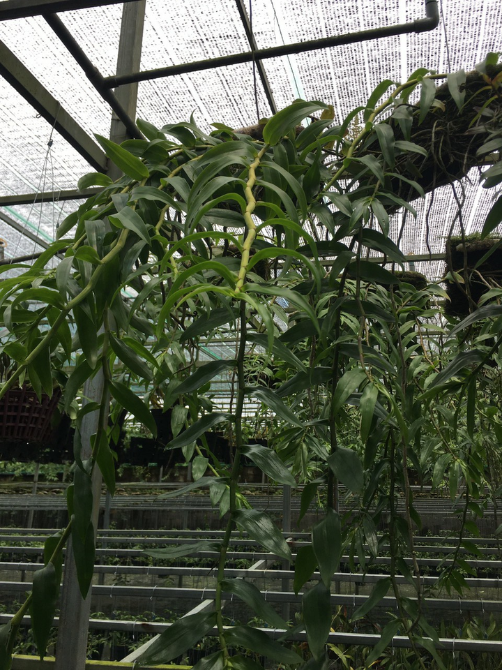 Hoa lan Kim Thành: Thương hiệu hoa 'nức tiếng' tại Bà Rịa- Vũng Tàu - 4