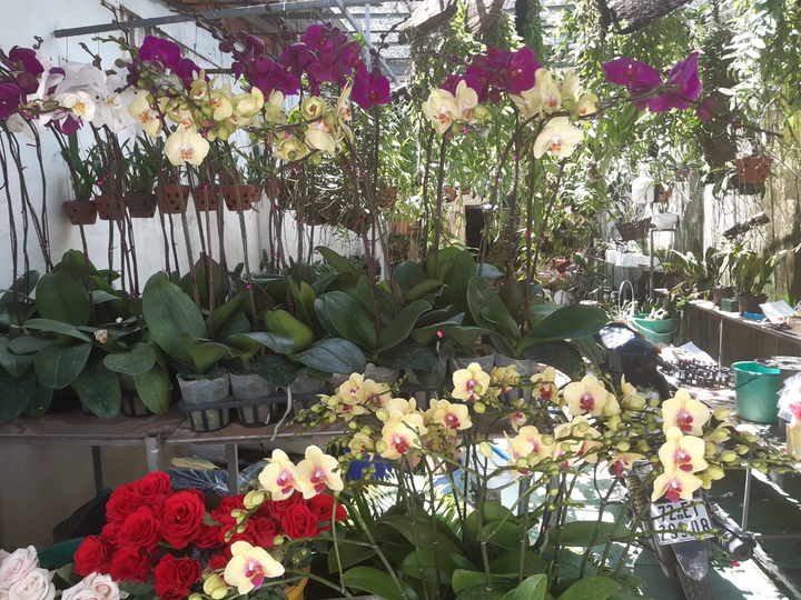 Hoa lan Kim Thành: Thương hiệu hoa 'nức tiếng' tại Bà Rịa- Vũng Tàu - 3