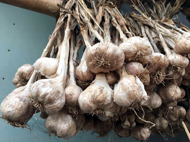 Bóc mẽ chiêu lừa biến tỏi Trung Quốc thành đặc sản Hải Dương - 6