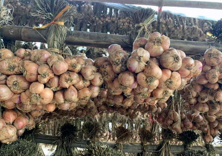 Bóc mẽ chiêu lừa biến tỏi Trung Quốc thành đặc sản Hải Dương - 5