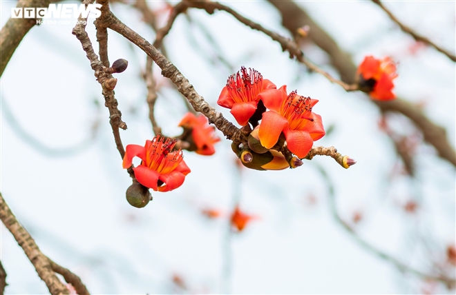 Vẻ đẹp hút hồn của cây hoa gạo cổ Bắc Giang - 12